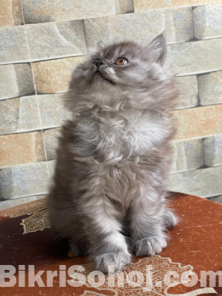 Persian male kitten